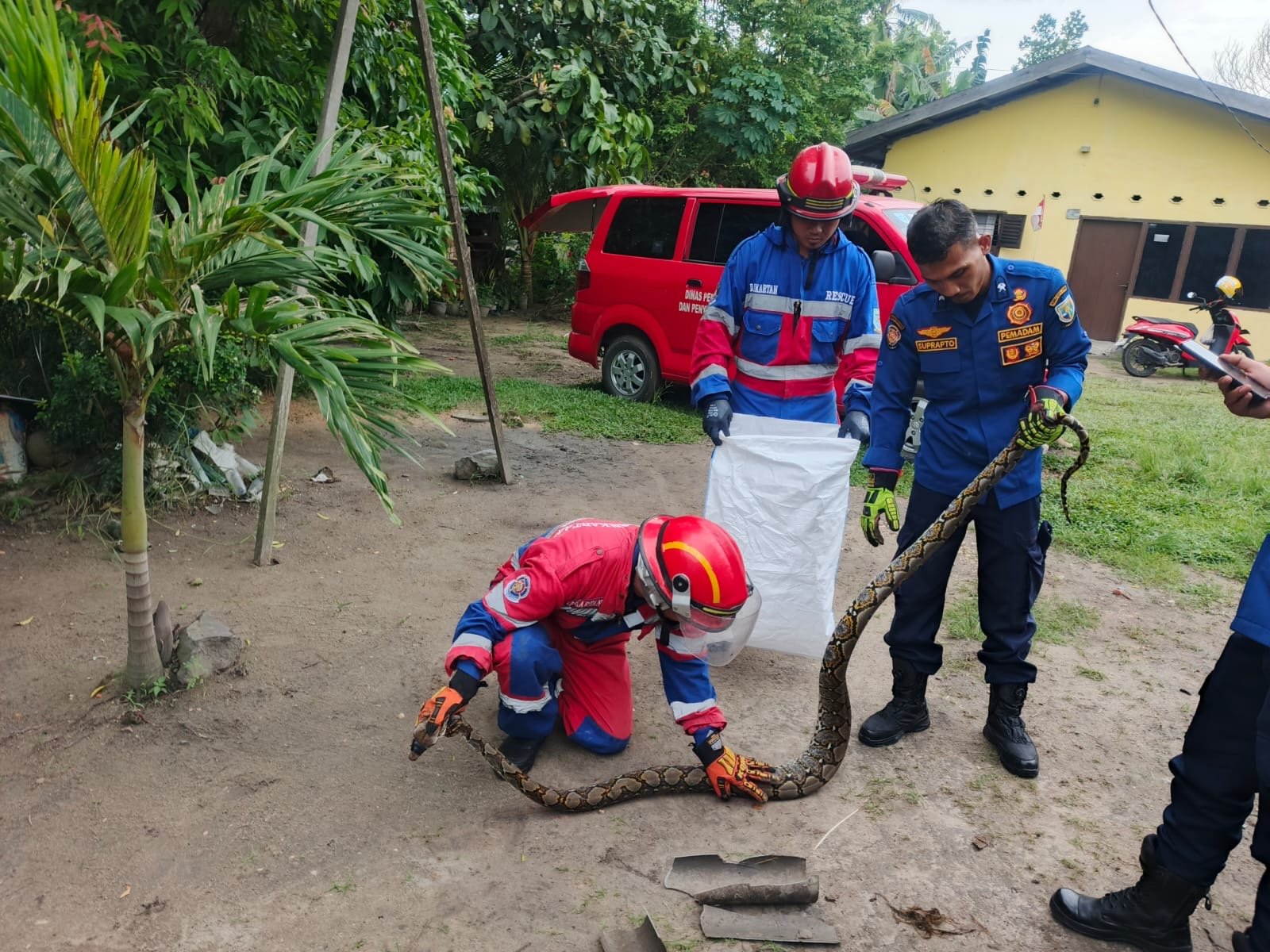 Damkar Kota Jambi Evakuasi Ular Sanca 2 Meter di Pal Lima, Penanganan Tuntas dalam 10 Menit