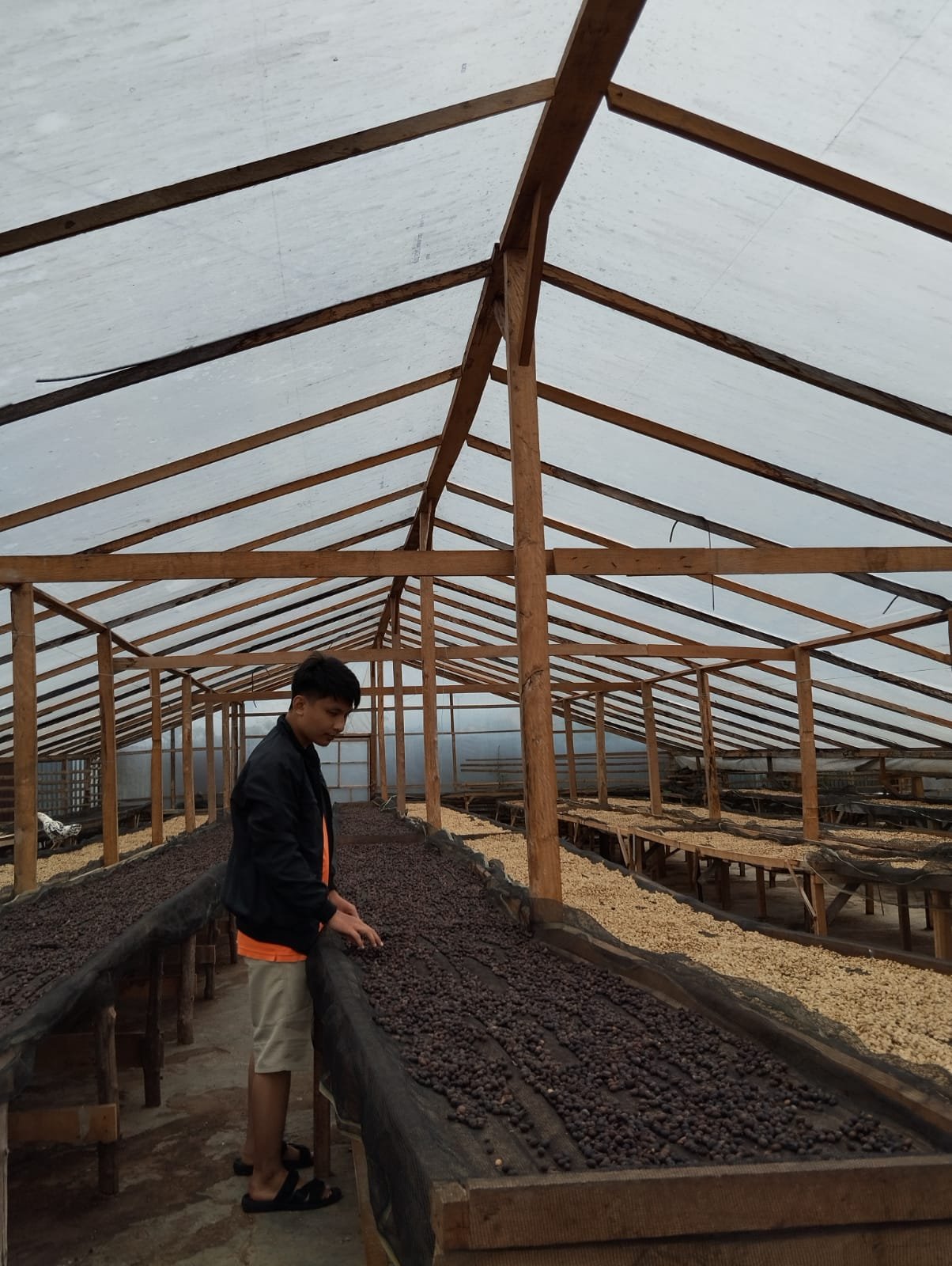 Cerita Cascara Tea Kerinci, Produk UMKM Asal Jambi yang Tembus Pameran Dunia