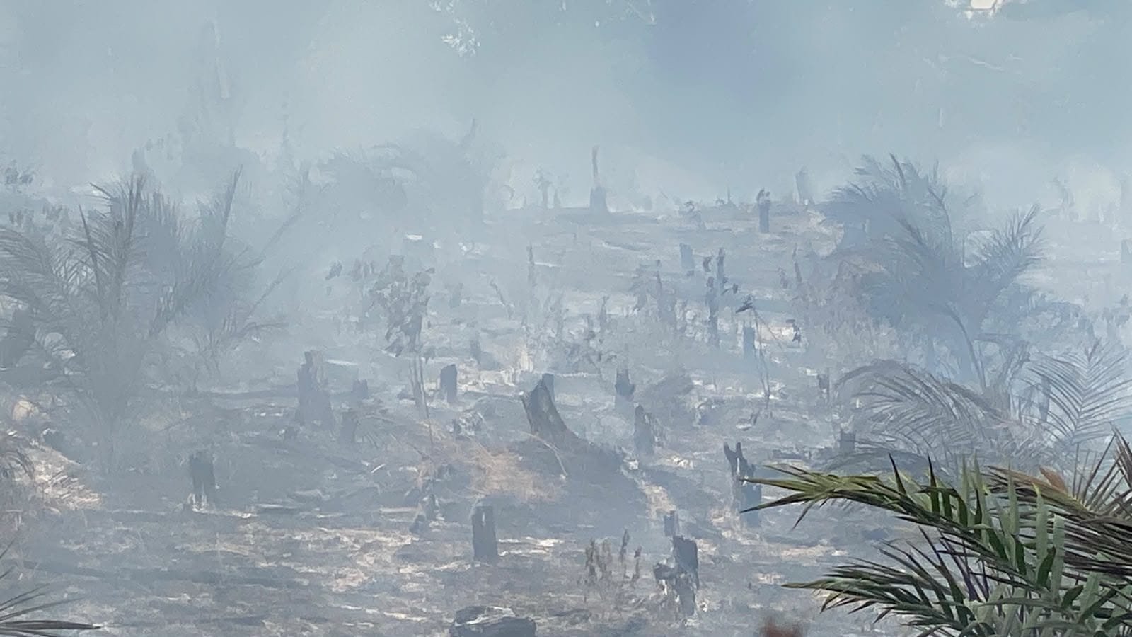 Karhutla Jambi: Dua Perusahaan Masih Diselidiki, Belum Ada Tersangka