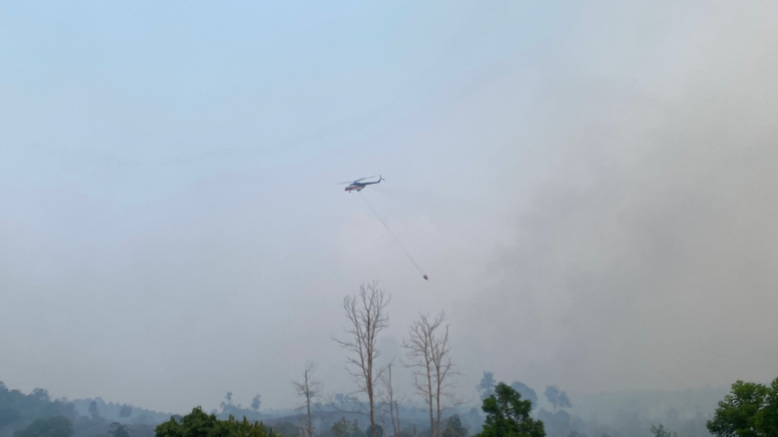 Lahan Bekas Karhutla Diusulkan Tak Boleh Ditanami Sawit, Ini Tujuannya